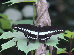 Papilio liomedon