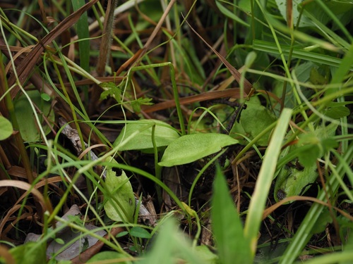 Ophioglossum namegatae iNat (3)