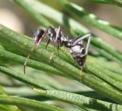 Camponotus vestitus