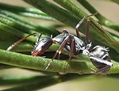 Camponotus vestitus