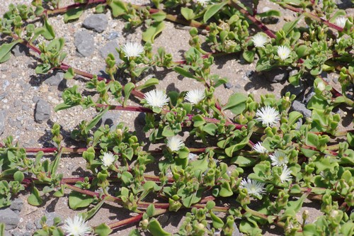 Mesembryanthemum alsinifolium Loudon