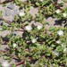 Mesembryanthemum aitonis - Photo (c) Craig Peter, algunos derechos reservados (CC BY-NC), uploaded by Craig Peter