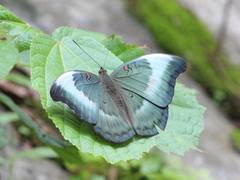 Dophla evelina