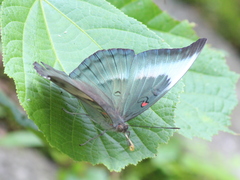 Dophla evelina