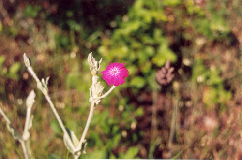 Silene coronaria