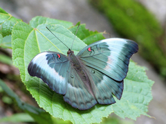 Dophla evelina
