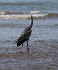 Ardea cinerea