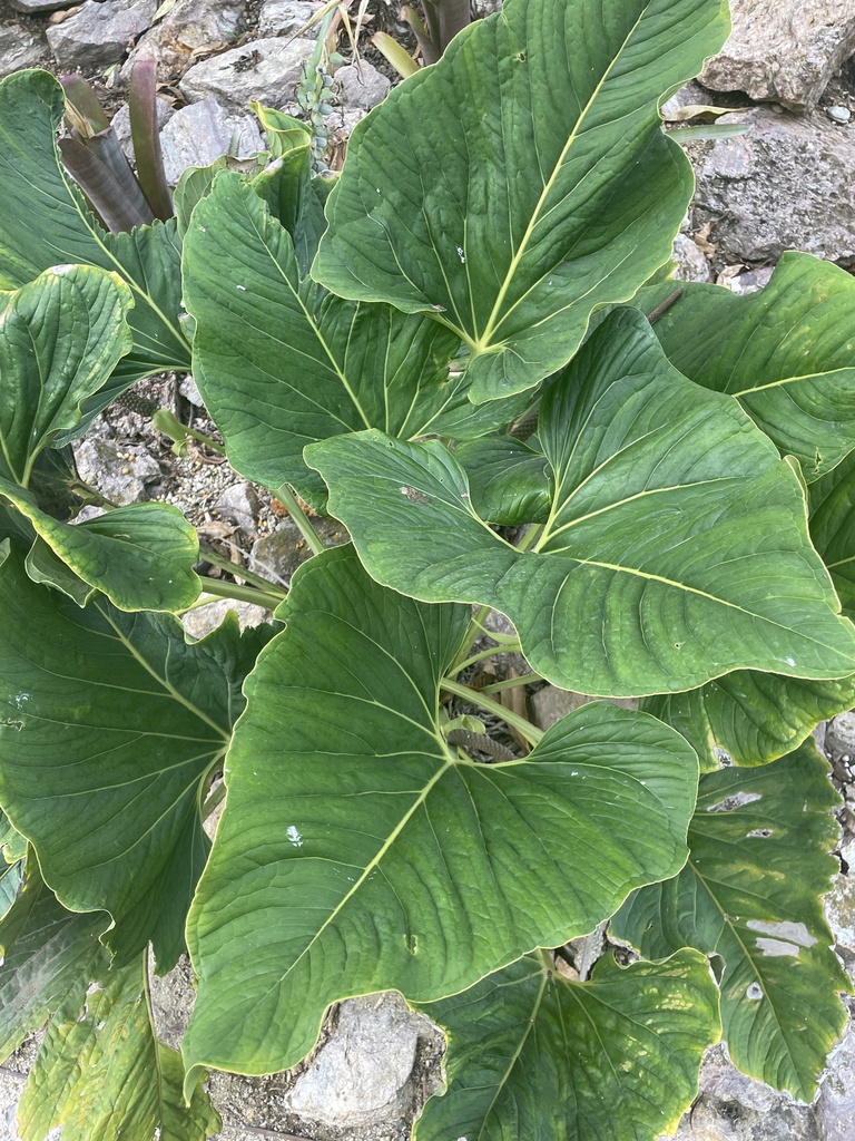 Anthurium plant growing