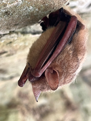 Tri-coloured Bat
