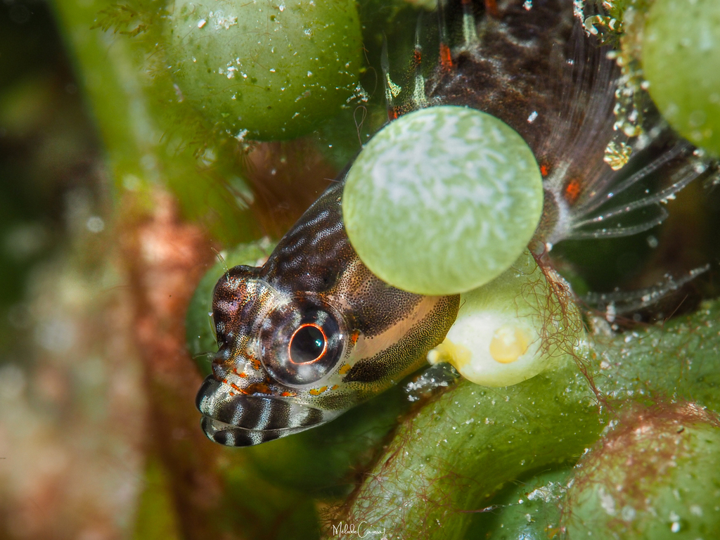 Culebra Blenny