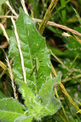 Conocephalus longipes