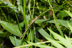Lestes undulatus
