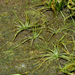 Algodoncillos de Los Pantanos - Photo (c) 國立臺灣博物館, algunos derechos reservados (CC BY), uploaded by 國立臺灣博物館