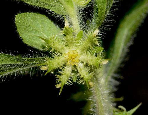 Acanthospermum