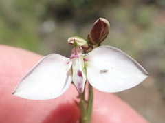 Polygala umbellata