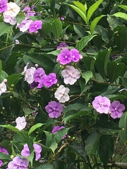 Gelsemiaceae