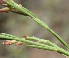 Polygala umbellata