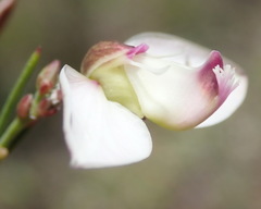 Polygala umbellata