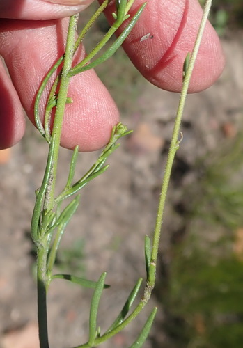 Image of Elegant Capewort (Phyllopodium elegans) by (c) Nicola van Berkel, some rights reserved (CC BY-SA)