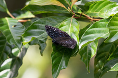 Dichorragia nesimachus formosanus