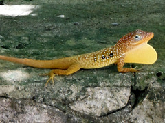 Anolis oculatus