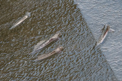 Andamia tetradactylus