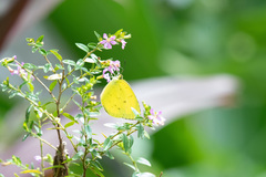 Eurema hecabe hecabe