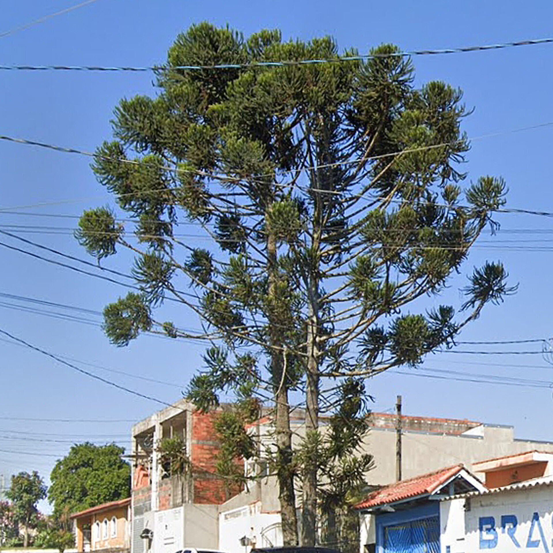 Araucaria angustifolia