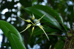 Bulbophyllum macraei