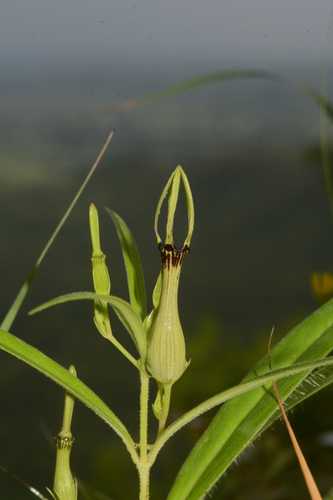 Ceropegia noorjahaniae