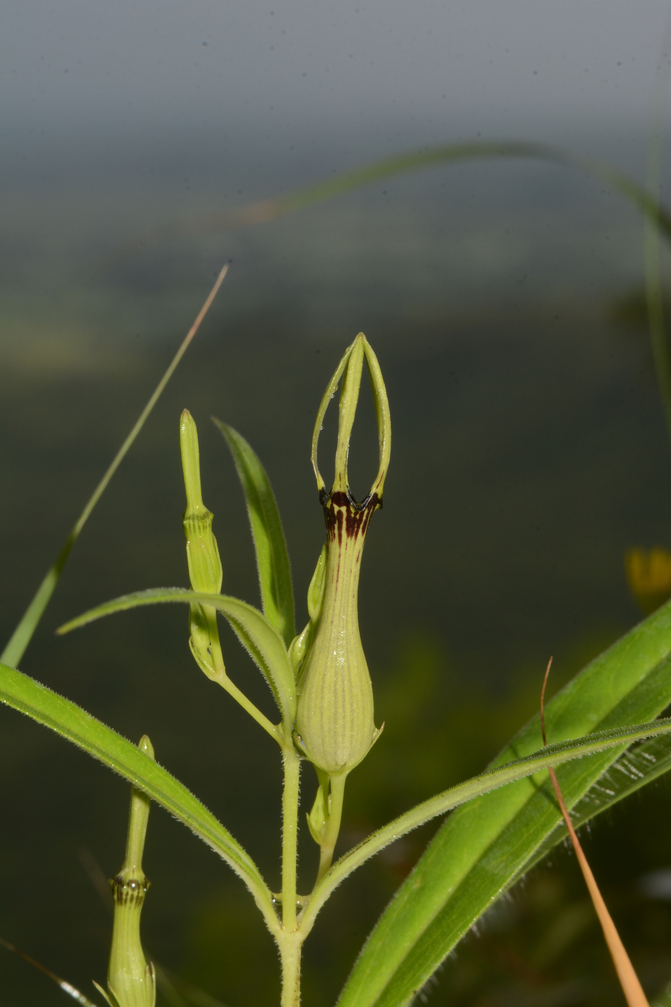 Ceropegia noorjahaniae