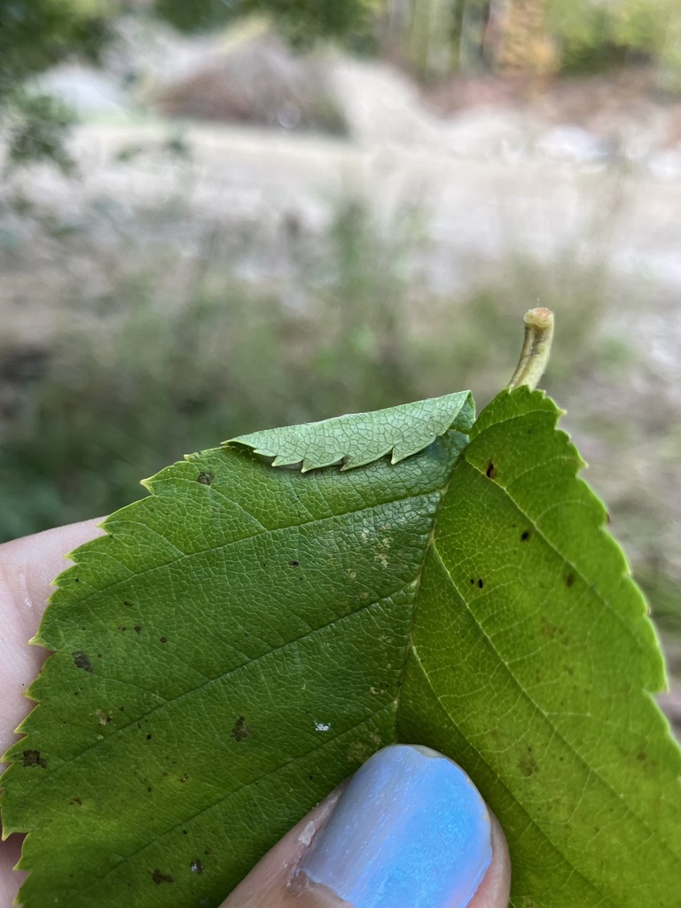 Parornix obliterella