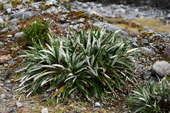 Senecio comosus
