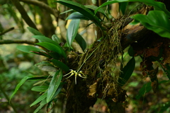 Bulbophyllum macraei
