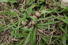 Lepus sinensis formosus