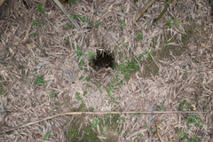 Manis pentadactyla pentadactyla