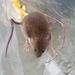 Ryukyu Mouse - Photo (c) 張智偉(Chang, Jack, Chih-Wei), some rights reserved (CC BY-NC), uploaded by 張智偉(Chang, Jack, Chih-Wei)