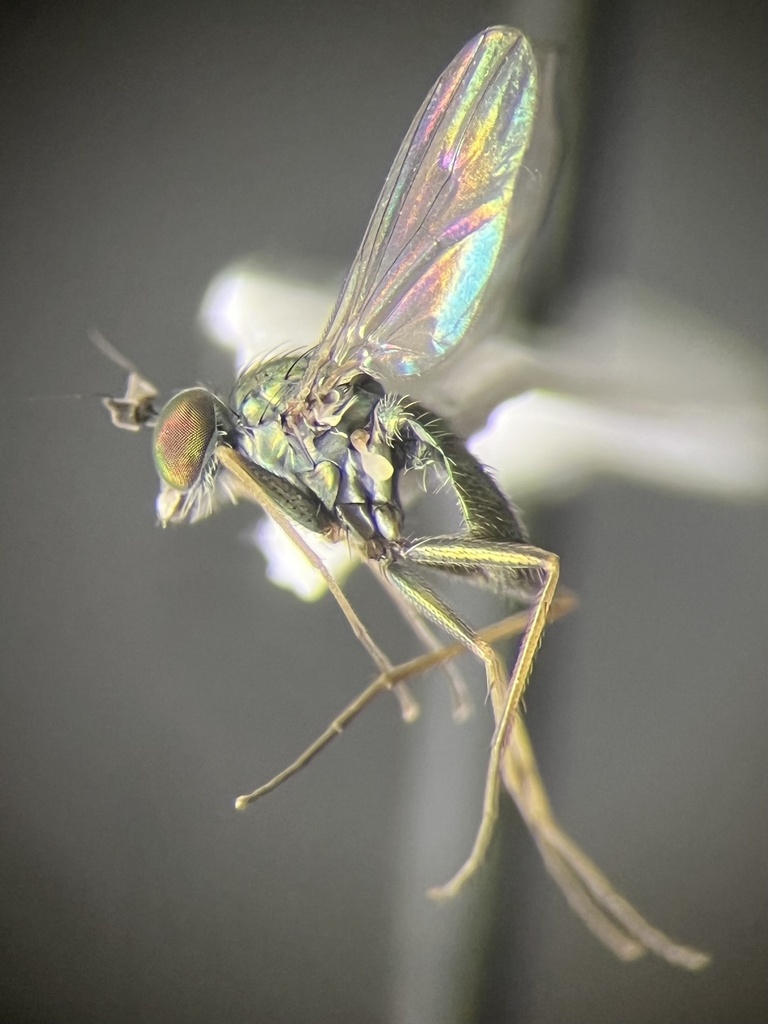 Chrysotus albohirtus