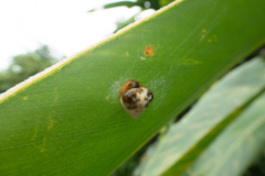 Cyrtarachne inaequalis