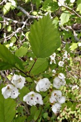 Crataegus holmesiana