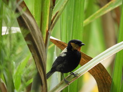 Silver-Backed Tanager photo 3