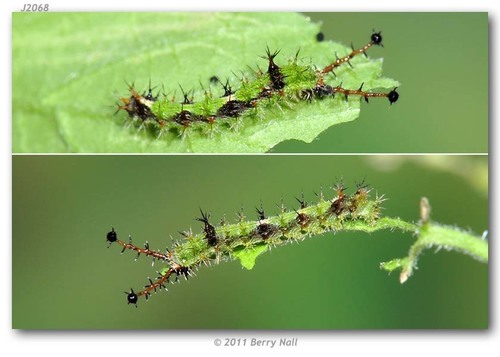 Common Mestra