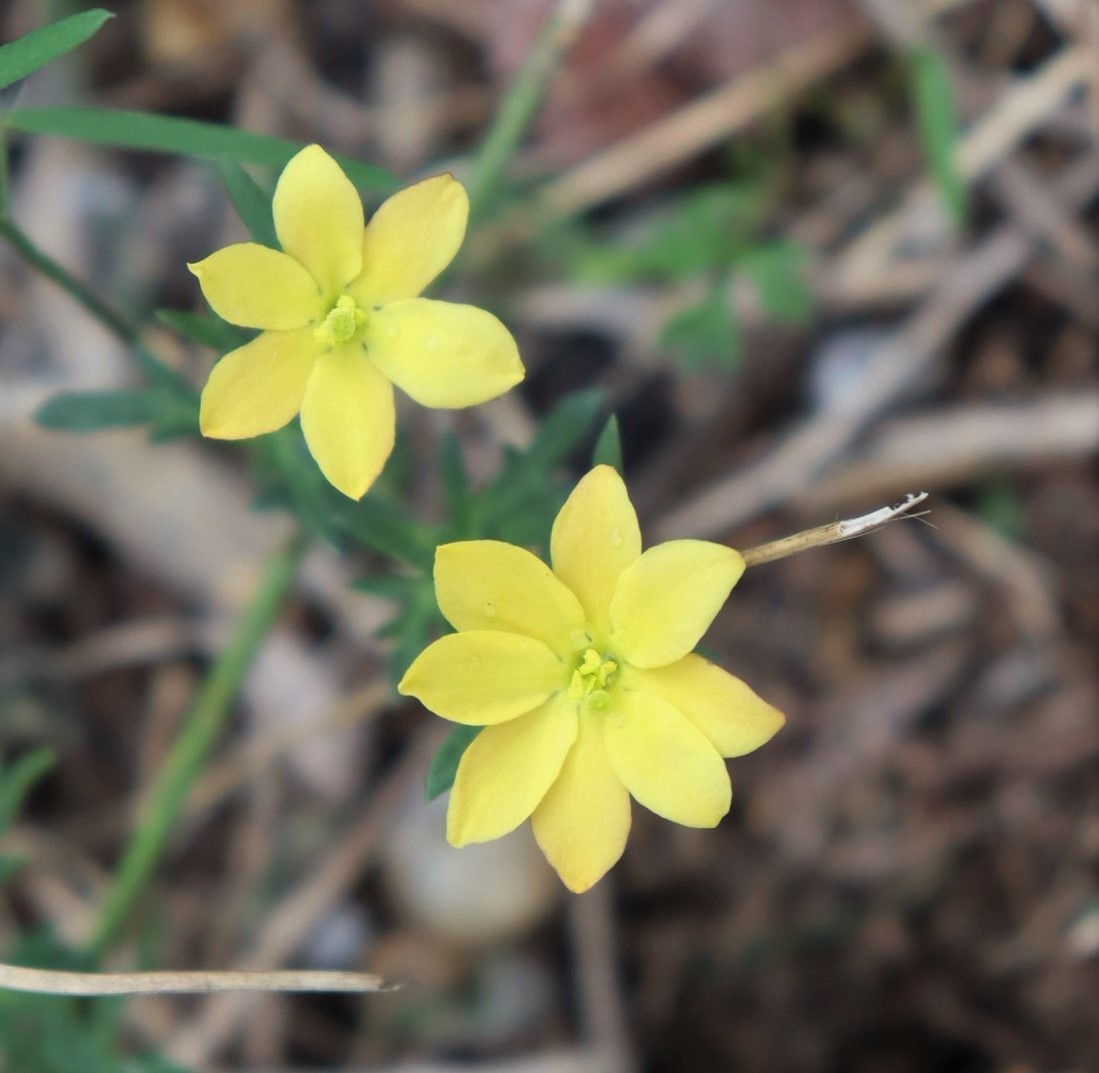 Menodora heterophylla
