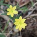 Menodora heterophylla - Photo (c) Ron Stephens,  זכויות יוצרים חלקיות (CC BY-NC), uploaded by Ron Stephens