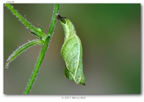 Common Mestra