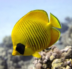 Chaetodon semilarvatus