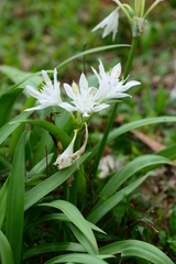 Pancratium triflorum