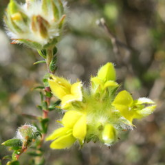 Aspalathus tridentata tridentata