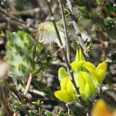 Aspalathus tridentata tridentata