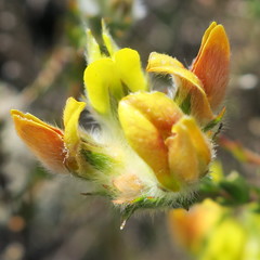 Aspalathus tridentata tridentata